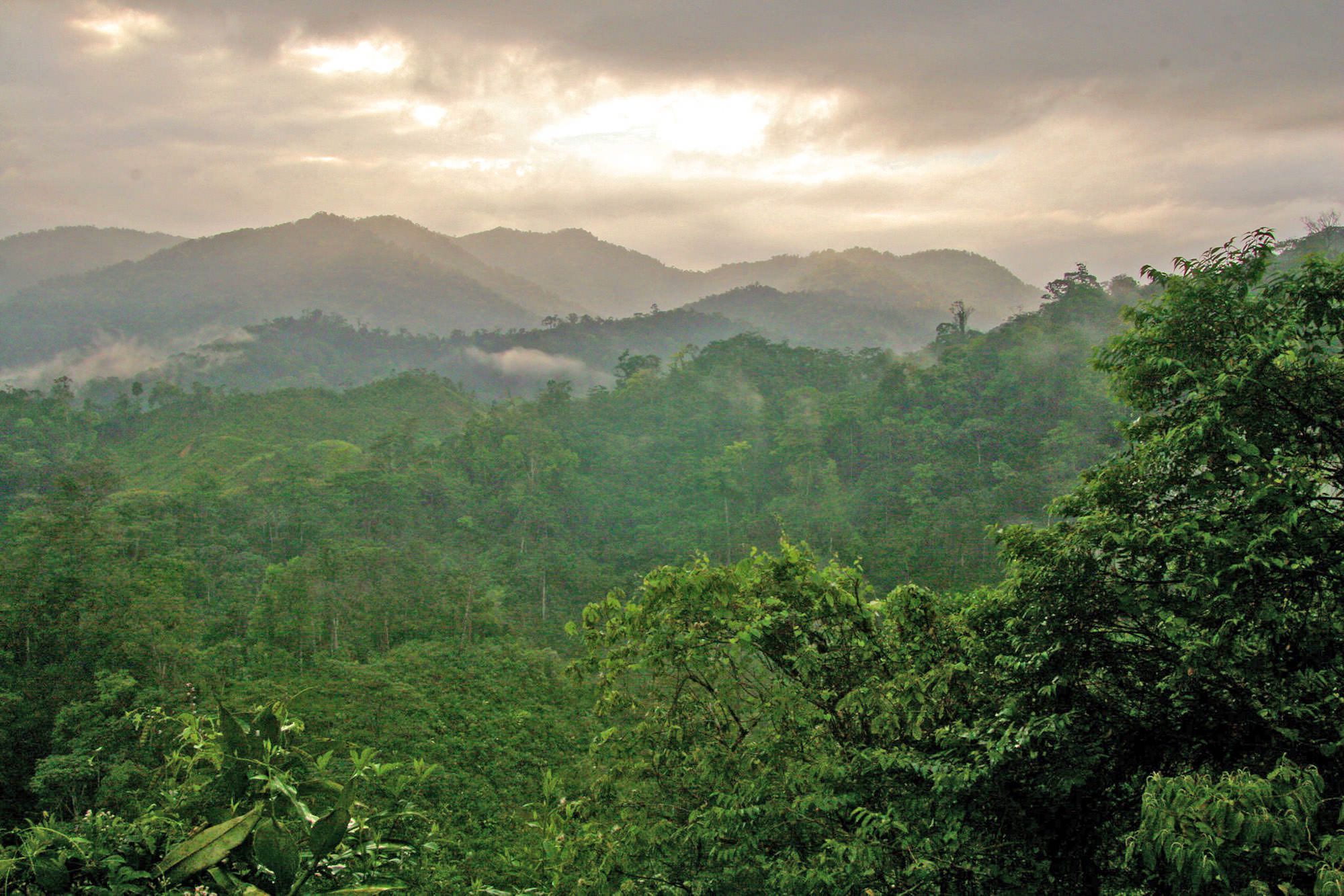 Forest in Honduras